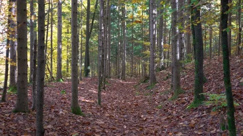 Walk in forest littered with autumn leaves Stock Footage 166399751