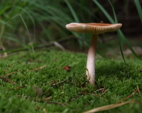 On a walk in the forest looking for mushrooms in thuringia germany Stock Photos