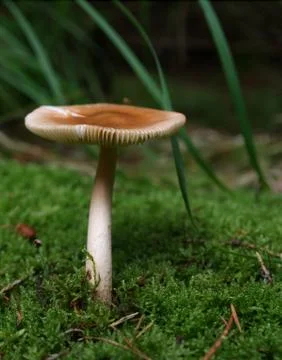 On a walk in the forest looking for mushrooms in thuringia germany Stock Photos