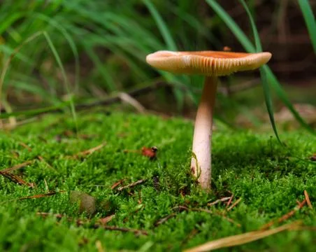 On a walk in the forest looking for mushrooms in thuringia germany Stock Photos