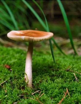 On a walk in the forest looking for mushrooms in thuringia germany Stock Photos