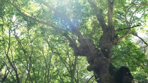 A walk in the forest looking up the sky 스톡 동영상 247993050