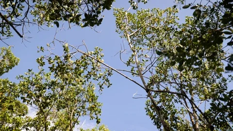 Walk In The Forest - Looking Up Into Trees - Captiva Island Florida 스톡 동영상 93962632