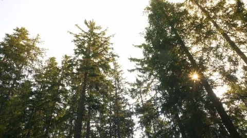 Walk in the Forest - Looking Up into Trees With Sun Shining Through Stock Footage 77018965