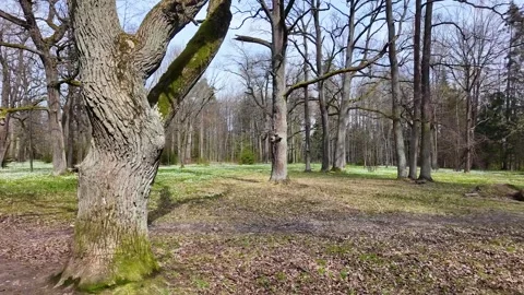 A walk in the forest park in early spring. Slowmotion Stock Footage 337784345