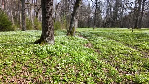 A walk in the forest park in early spring. Slowmotion Stock Footage 337784368