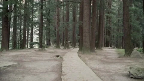 Walk in the forest park. Smooth camera flight in a pine forest 스톡 동영상 168186660