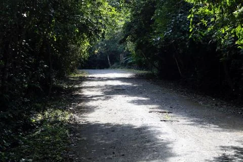 Walk in the forest. Stock Photos