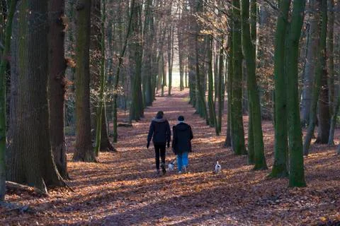 Walk in the forest Stock Photos