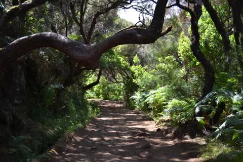 Walk in the forest Stock Photos