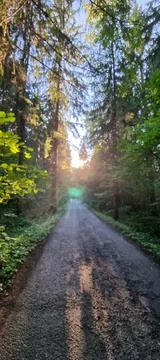 A walk in the forest Stock Photos