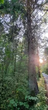 A walk in the forest Stock Photos