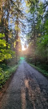 A walk in the forest Stock Photos