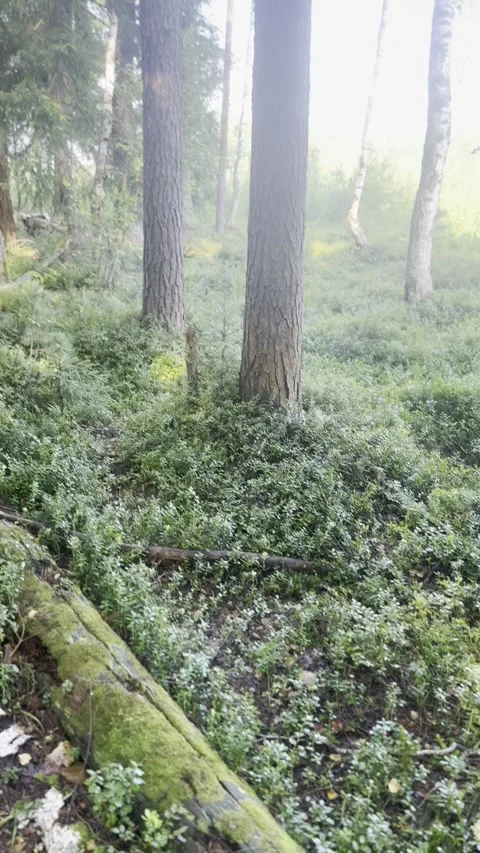 A walk in the forest to pick berries and mushrooms Vídeos de archivo 341867816
