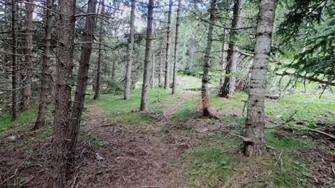 A walk in the forest of pine trees Stock Footage 157812376