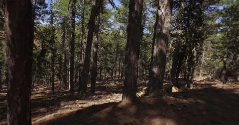 Walk in the forest shadows Stockbeeldmateriaal 63648435