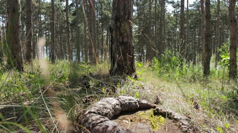 The walk in the forest in summer day Video stock 52403128