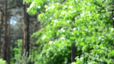 Walk in a forest in summer Stock Footage 131496619