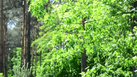 Walk in a forest in summer Stock Footage 131496660