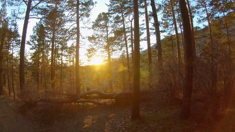 Walk in the forest at sunset or dawn. Bright sunlight breaks through the woods Stock Footage 126132544