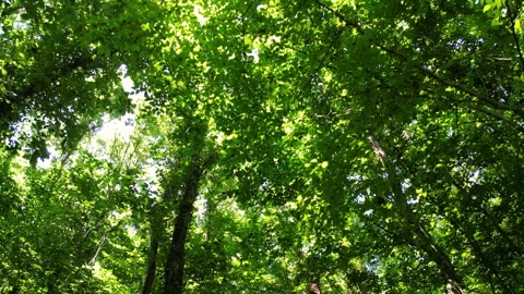 A walk in the forest, with tall trees and clear sky, oe01 스톡 동영상 277049746