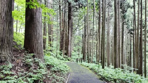 A Walk in a Forest of Tall Trees Stock Footage 322055248