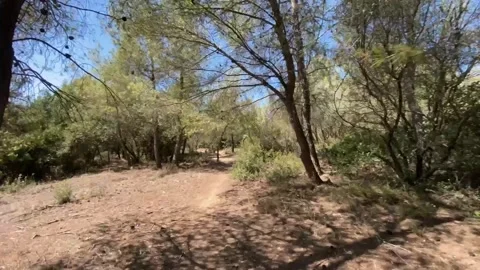 Walk forest timelapse 動画素材 345066852