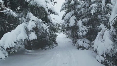 Walk forest winter 50fps 動画素材 168314204