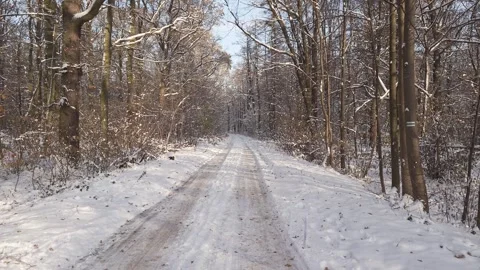 A walk in the forest in the winter Stock Footage 257497302