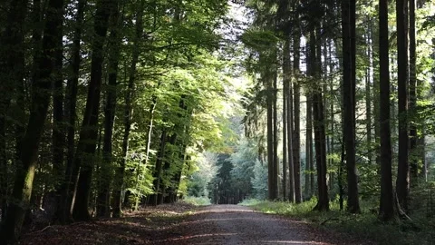 Walk in the forest woods Stock Footage 293925886