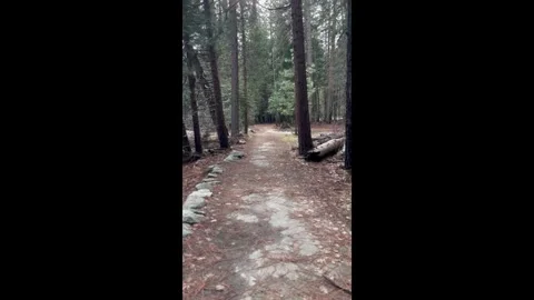 Walk in the forest, Yosemite Stock Footage 270937481