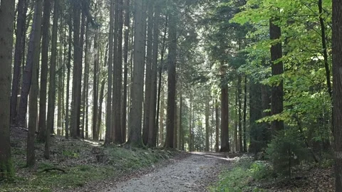 Walk in the forrest woods Stock Footage 293925321