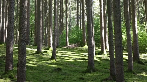 Walk in the forrest woods Stock Footage 293925339