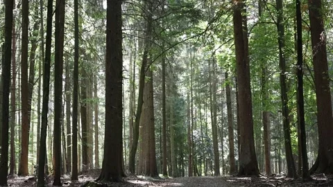 Walk in the forrest woods Stock Footage 293925649