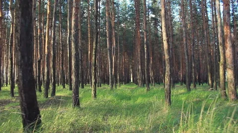 Walk forward in pine tree forest Stock Footage 50448688