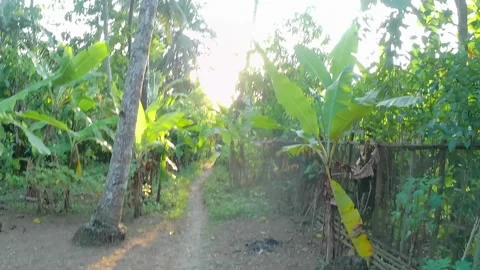 A walk in the garden Stock Footage 242269772