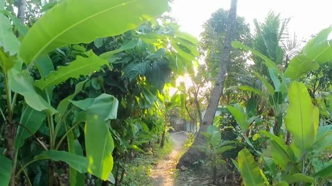 A walk in the garden 스톡 동영상 242270580