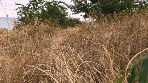 Walk in the grass Stock Footage 81591867