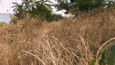Walk in the grass Stock Footage 81592149