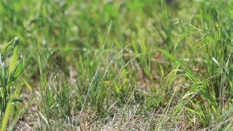 Walk on the grass in green summer Stock Footage 130737064
