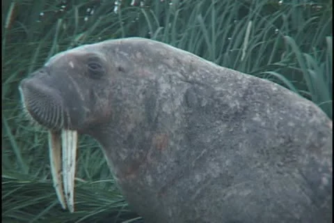 Walk in grass lie down Stock Footage 11109472