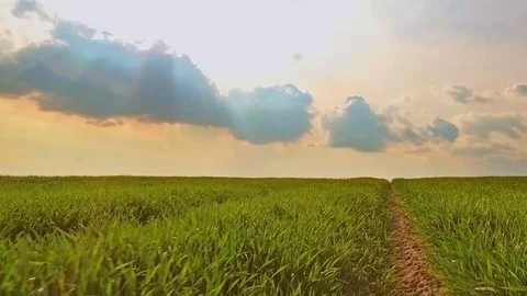 Walk on green field sky with clouds at sunset summer landscape Stock Footage 76045416