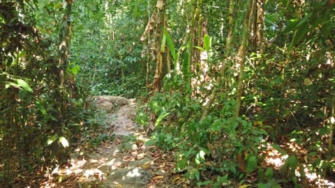 Walk in green tropical forest Stock Footage 231991553