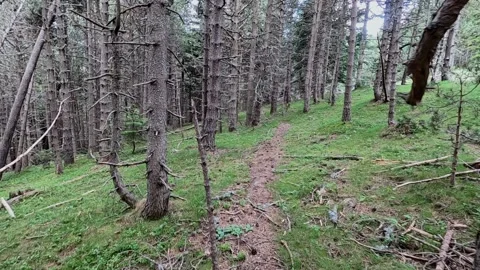 A walk in the high mountain coniferous forest Stock Footage 157812595