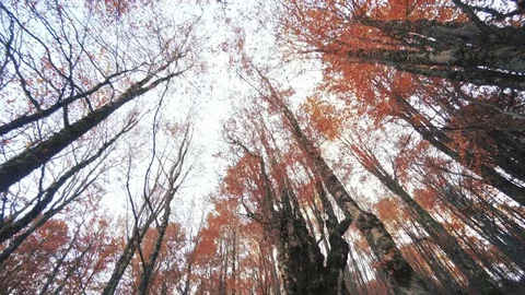 Walk inside an autumn forest paved with fallen leaves Stock Footage 81838625