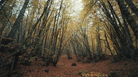 Walk inside an autumn forest paved with fallen leaves Stock Footage 82147194