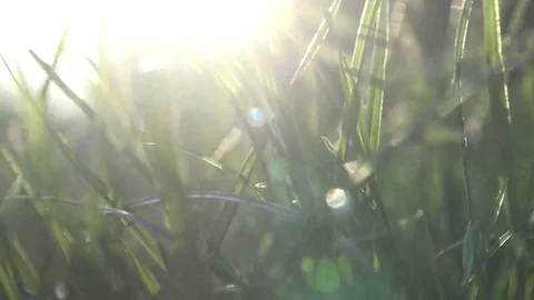 Walk inside the grass Stock Footage 69085172