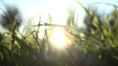 Walk inside the grass Vídeos de archivo 69085227