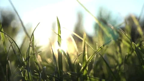 Walk inside the grass Stock Footage 69085238