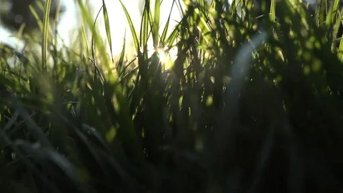 Walk inside the grass Stock Footage 69085262